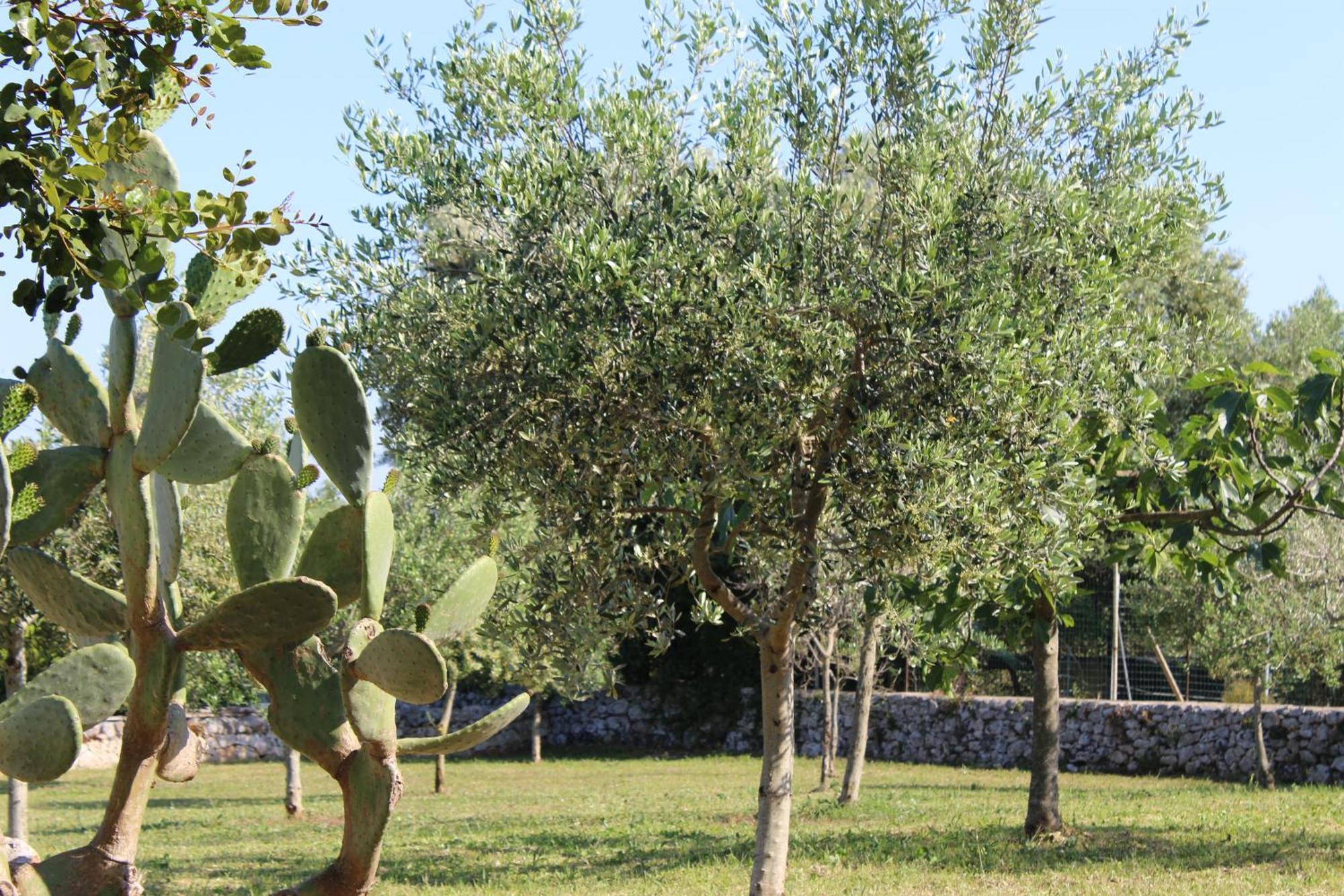 Masseria Tolla Ostuni Eksteriør billede